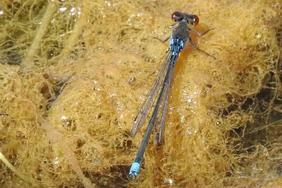 <i>Erythromma viridulum</i>
