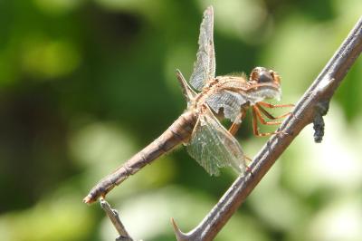 <i>Orthetrum brunneum</i>
