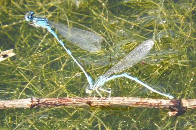 <i>Coenagrion scitulum</i>
