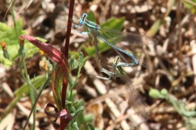 <i>Platycnemis pennipes</i>