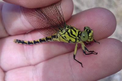 <i>Onychogomphus forcipatus</i>