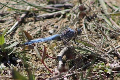 <i>Orthetrum brunneum</i>