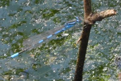 <i>Coenagrion scitulum</i>