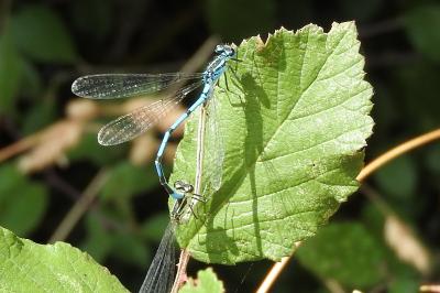 <i>Coenagrion puella</i>