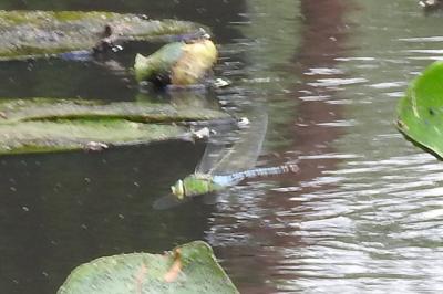 <i>Anax imperator</i>