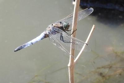 <i>Orthetrum cancellatum</i>