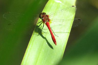 <i>Sympetrum sanguineum</i>