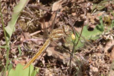 <i>Orthetrum coerulescens</i>