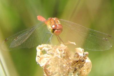 <i>Sympetrum sanguineum</i>