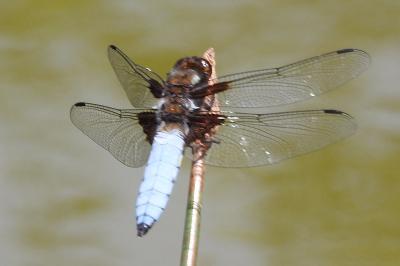 <i>Libellula depressa</i>