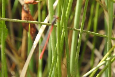 <i>Ceriagrion tenellum</i>