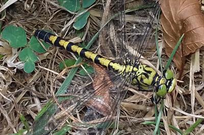 <i>Onychogomphus forcipatus</i>
