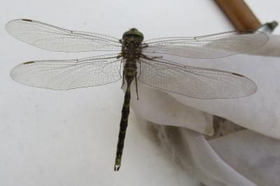 <i>Boyeria irene</i>