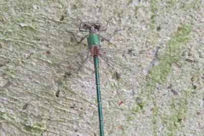 <i>Chalcolestes viridis</i>