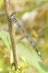 <i>Coenagrion mercuriale</i>