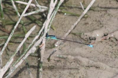 <i>Ischnura pumilio</i>