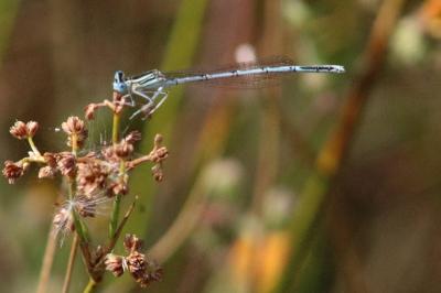 <i>Platycnemis pennipes</i>