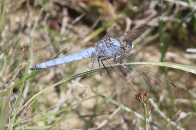<i>Orthetrum brunneum</i>