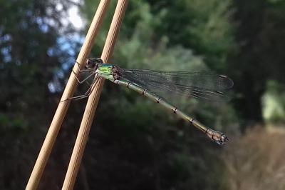 <i>Chalcolestes viridis</i>