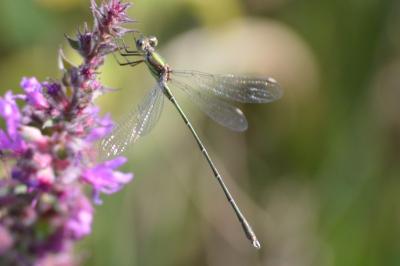 <i>Chalcolestes viridis</i>