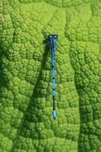 <i>Coenagrion puella</i>