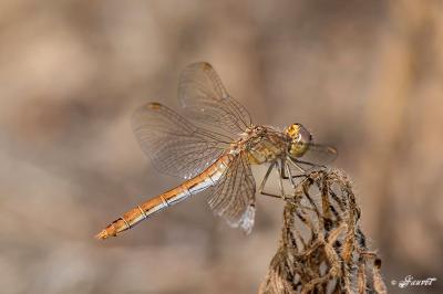 <i>Sympetrum meridionale</i>