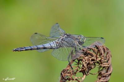 <i>Orthetrum cancellatum</i>
