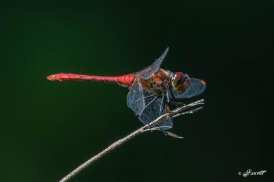 <i>Sympetrum sanguineum</i>