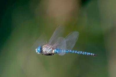 <i>Aeshna affinis</i>