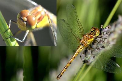 <i>Sympetrum vulgatum</i>