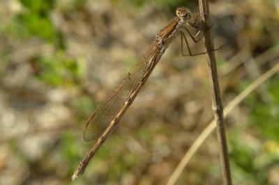 <i>Sympecma fusca</i>