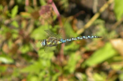 <i>Aeshna mixta</i>