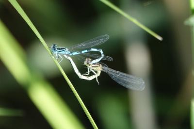 <i>Coenagrion mercuriale</i>