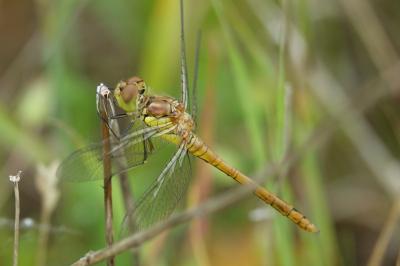<i>Sympetrum meridionale</i>