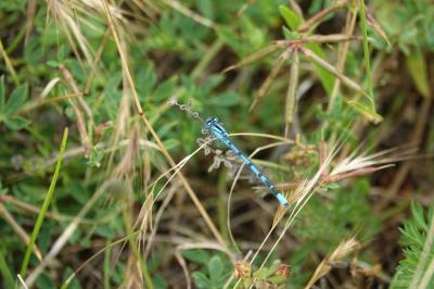 <i>Enallagma cyathigerum</i>