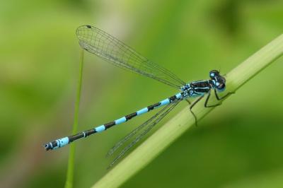 <i>Coenagrion mercuriale</i>