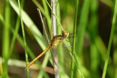 <i>Sympetrum meridionale</i>