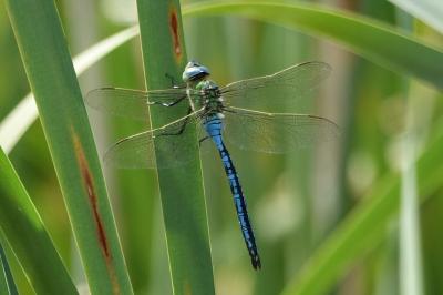 <i>Anax imperator</i>