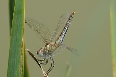 <i>Sympetrum fonscolombii</i>