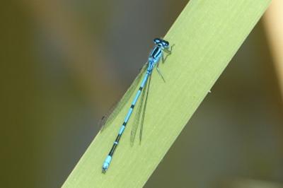 <i>Coenagrion puella</i>