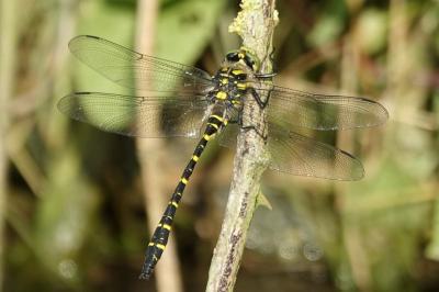 <i>Cordulegaster boltonii</i>