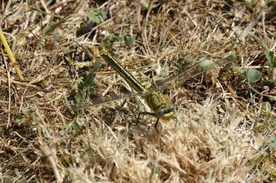 <i>Gomphus pulchellus</i>