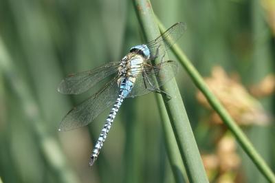 <i>Aeshna affinis</i>