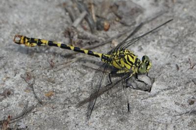 <i>Onychogomphus forcipatus</i>