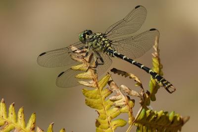 <i>Onychogomphus forcipatus</i>