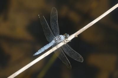 <i>Orthetrum brunneum</i>