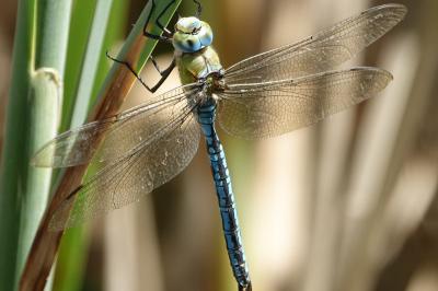 <i>Anax imperator</i>