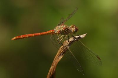 <i>Sympetrum meridionale</i>
