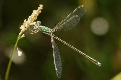 <i>Lestes barbarus</i>