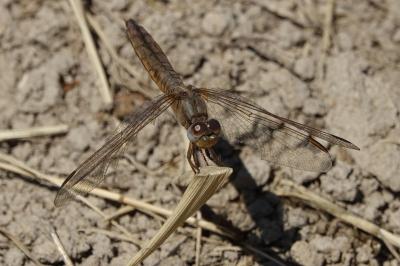 <i>Crocothemis erythraea</i>